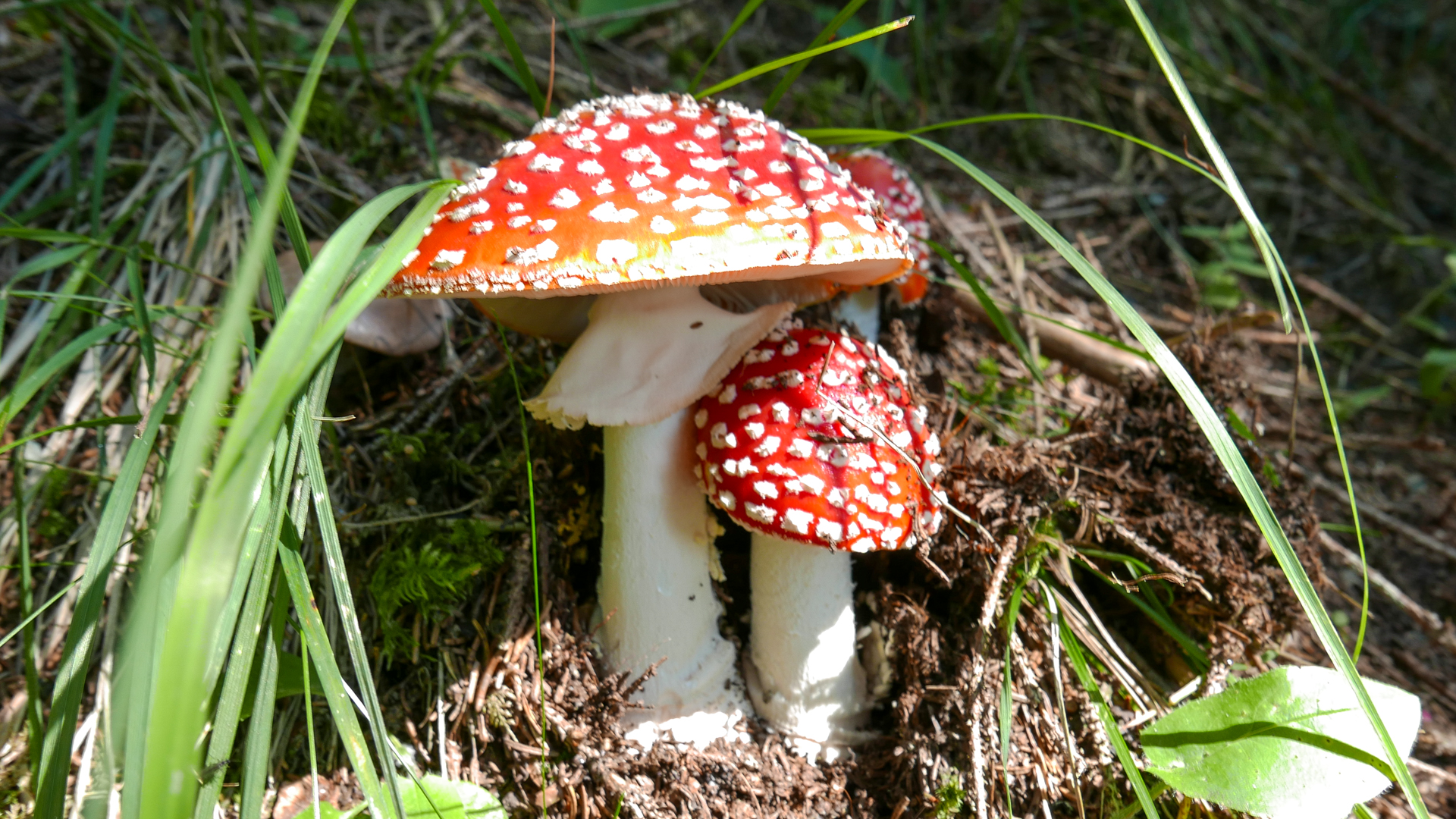 Klettersteig Pinut-1050197