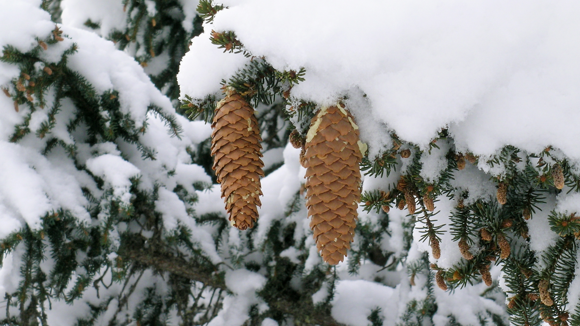 Schneeschuhlaufen-0639